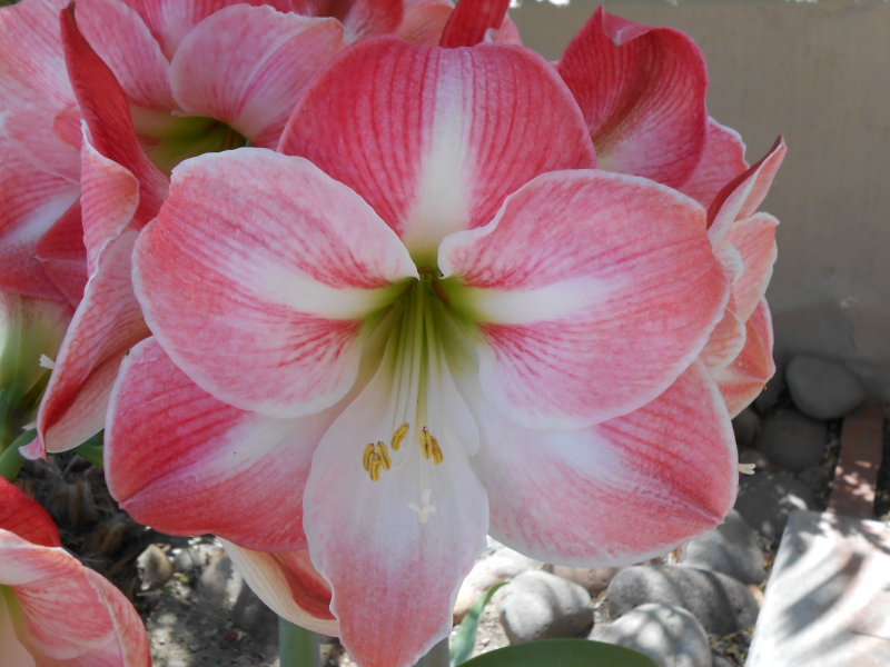 Amaryllis three 2013