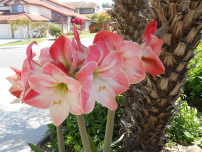 Amaryllis one