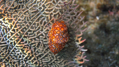 IMG_1814 - FLAMINGO TONG ON A GORGONIAN.jpg