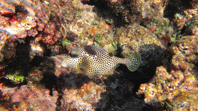 IMG_2098 - SPOTTED TRUNKFISH.jpg