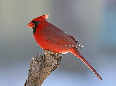 Cardinal rouge-IMG_6787-Repentigny 15-12-2012.jpg