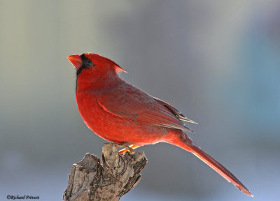 Cardinal rouge-IMG_6784-Repentigny 15-12-2012.jpg