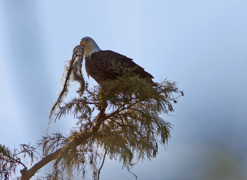 Bald Eagle - Moss for lining the nest