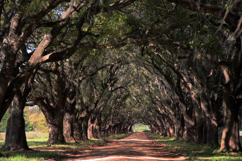 Live oak Allee at Evergreen Plantation