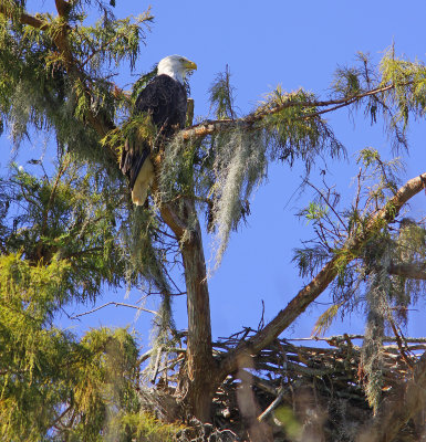 Bald Eagle and Nest 