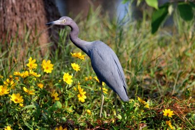 Little Blue Heron