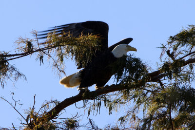 Bald Eagle on a Mission