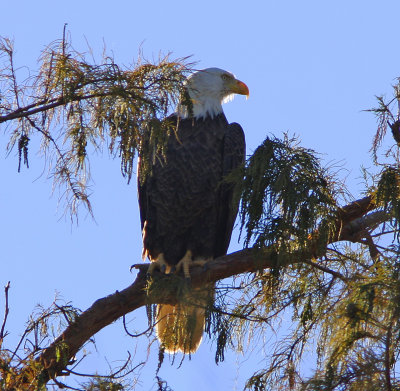 Bald Eagle - The American Bird