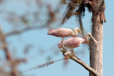 Spoonbills 