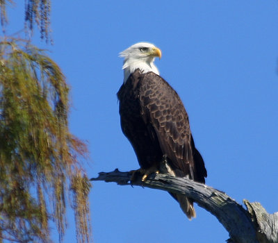 Bald Eagle Enjoying the Cool Weather and Sunshine