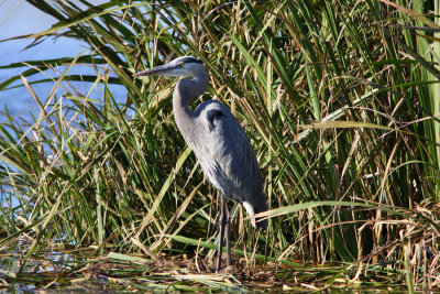 Great Blue Heron