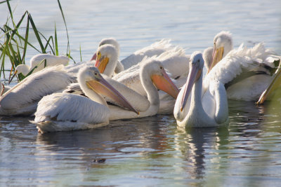 White Pelicans Feeding