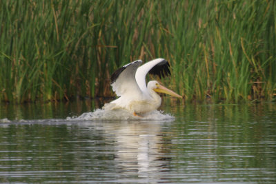 White Pelican