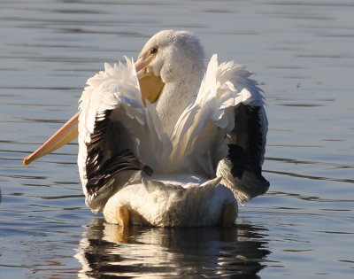 Sassy White Pelican