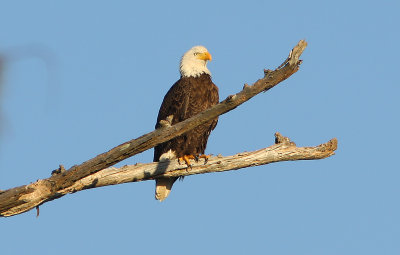 Bald Eagle - the female of the younger pair