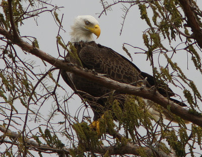 Bald Eagle