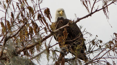 Stare of the Bald Eagle