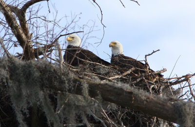 Bald Eagles - Young and Beautiful