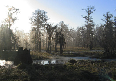 Winter Swamp in the Morning Mist