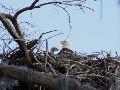 Mother and Child-the Young Couple's eaglet