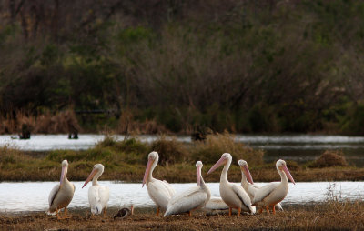 White Pelicans and one Ibis