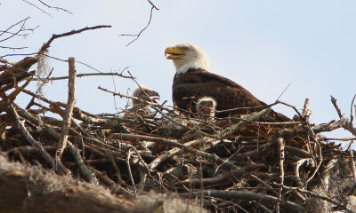 Eaglets and their Mother