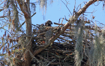 Eaglets of older pair 