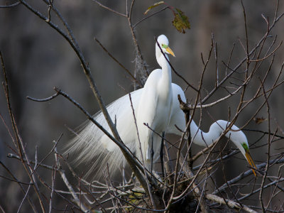 First Arrivals for the Mating Season