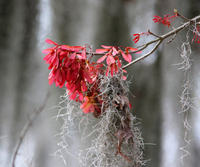 Swamp Maple in Bloom