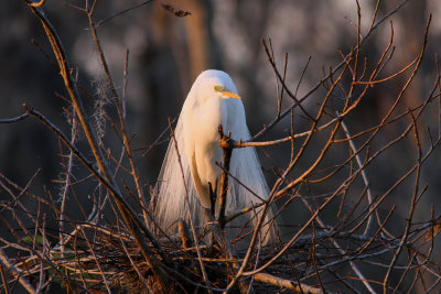 Great White Egret