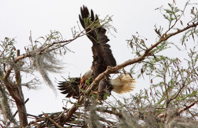 Bringing food for the eaglets