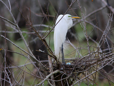 Great White Egret - First egg  of the Season