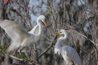 A stick for you, my love, to build your nest...