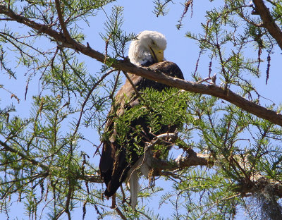 The Napping Eagle