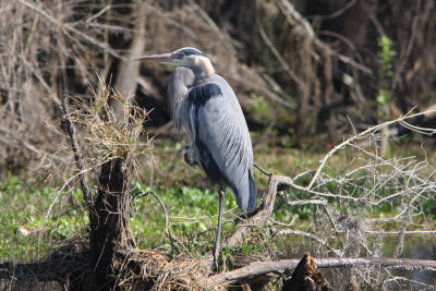 Great Blue Heron in its breeding colors and feathers