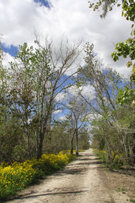 Country Road