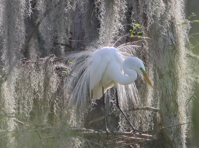 Great White Egret in its Courting Plumes