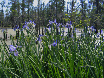 Native Louisiana Irises