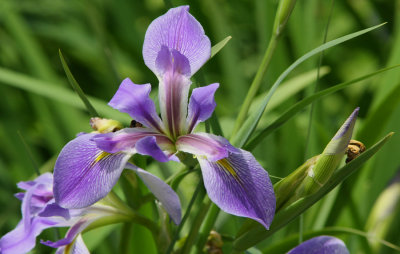 April 8 - adjective - beautiful  - Louisiana Iris