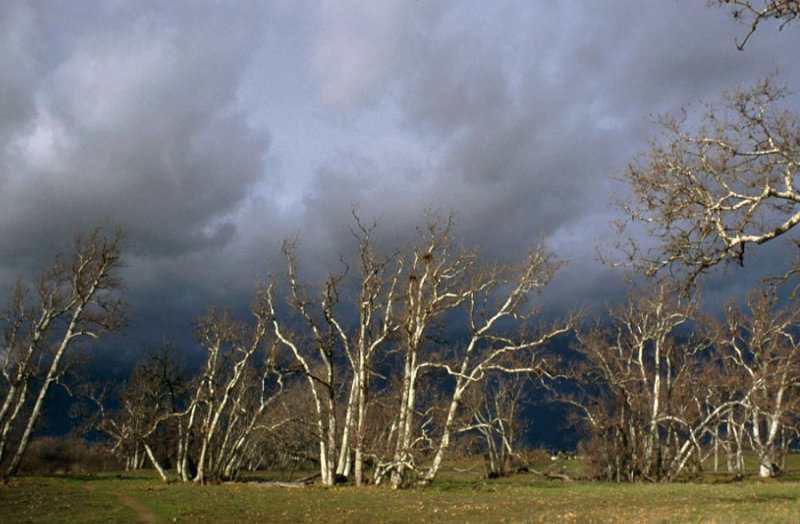 Storm