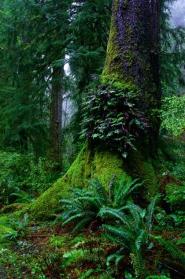 ferns-grow-on-an-old-growth-tree-jungle-scenic_w482_h725.jpg