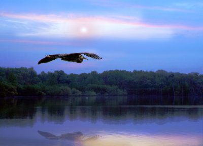 Heron-flight