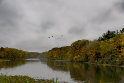 Geese over lake.
