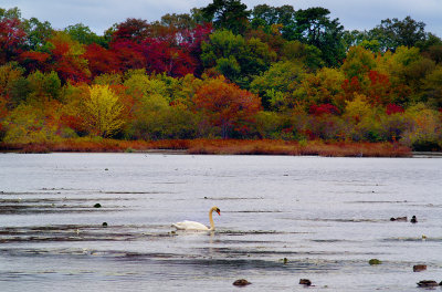 Swan with fall color