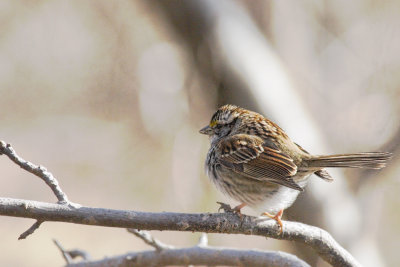 All puffed Up