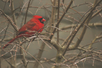 Female Cardinal