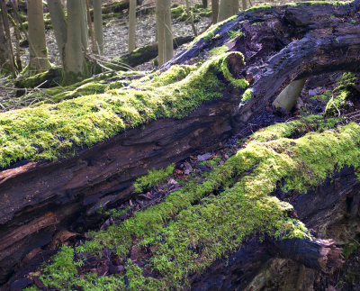 Mossy Logs 2