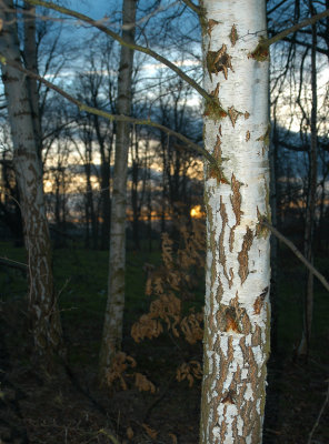 Birch at sunset