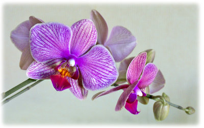 Orchid