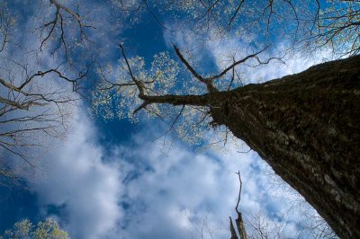 Trees_D724287-1-5.jpg